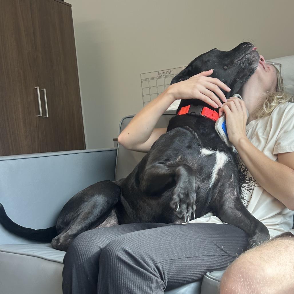 Enlarge Captain, a Adoptable mixed breed in West Palm Beach, FL image 3/6