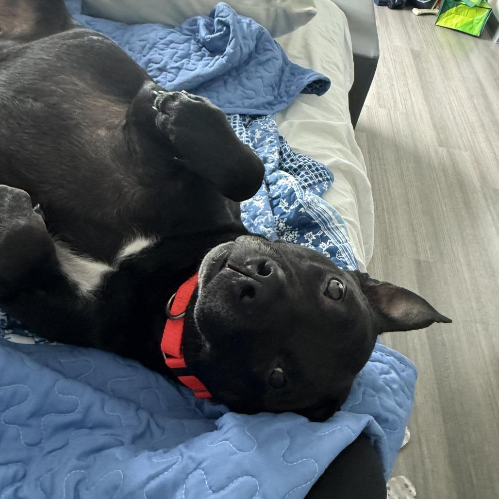 Enlarge Captain, a Adoptable mixed breed in West Palm Beach, FL image 6/6