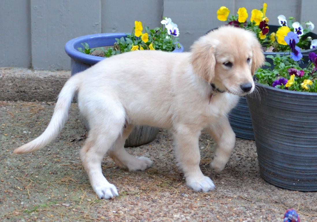 Enlarge Tanner, an adopted Golden Retriever in White Plains, NY image 2/5