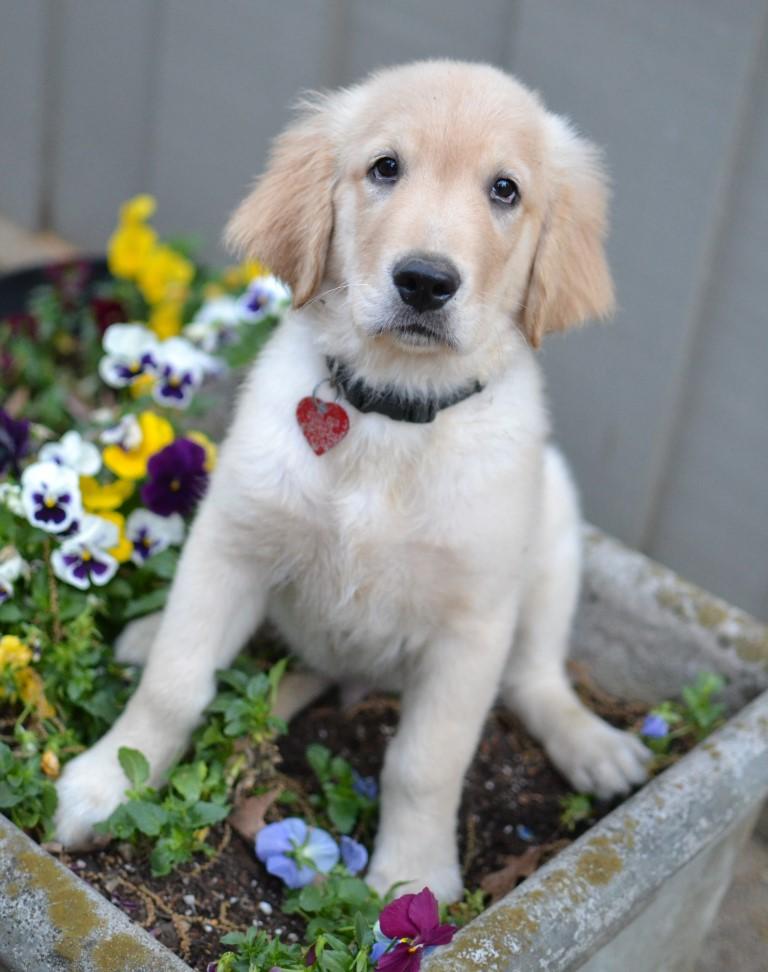 Tanner, adopted, Puppy Male Golden Retriever.