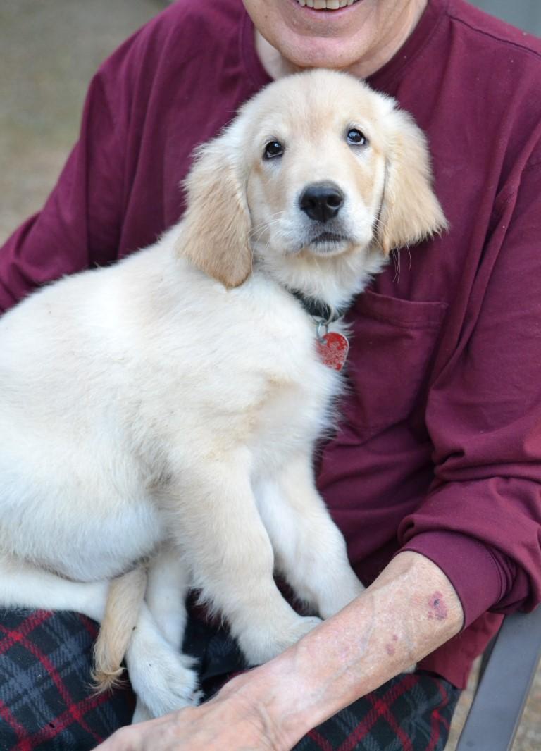 Enlarge Tanner, an adopted Golden Retriever in White Plains, NY image 4/5