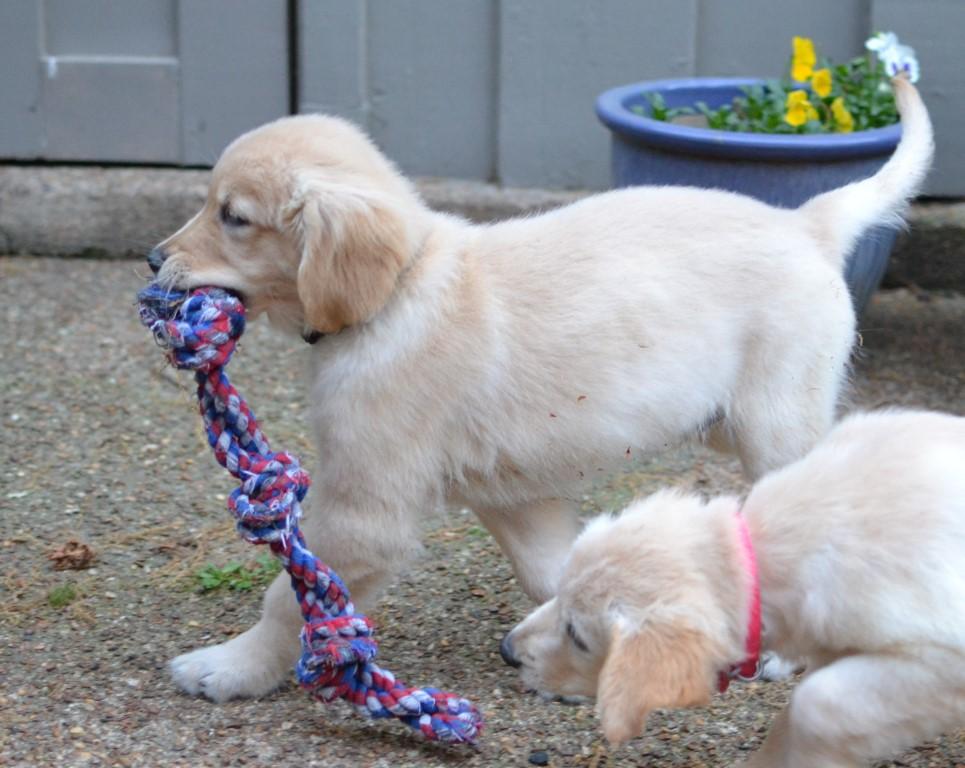 Enlarge Tanner, an adopted Golden Retriever in White Plains, NY image 3/5