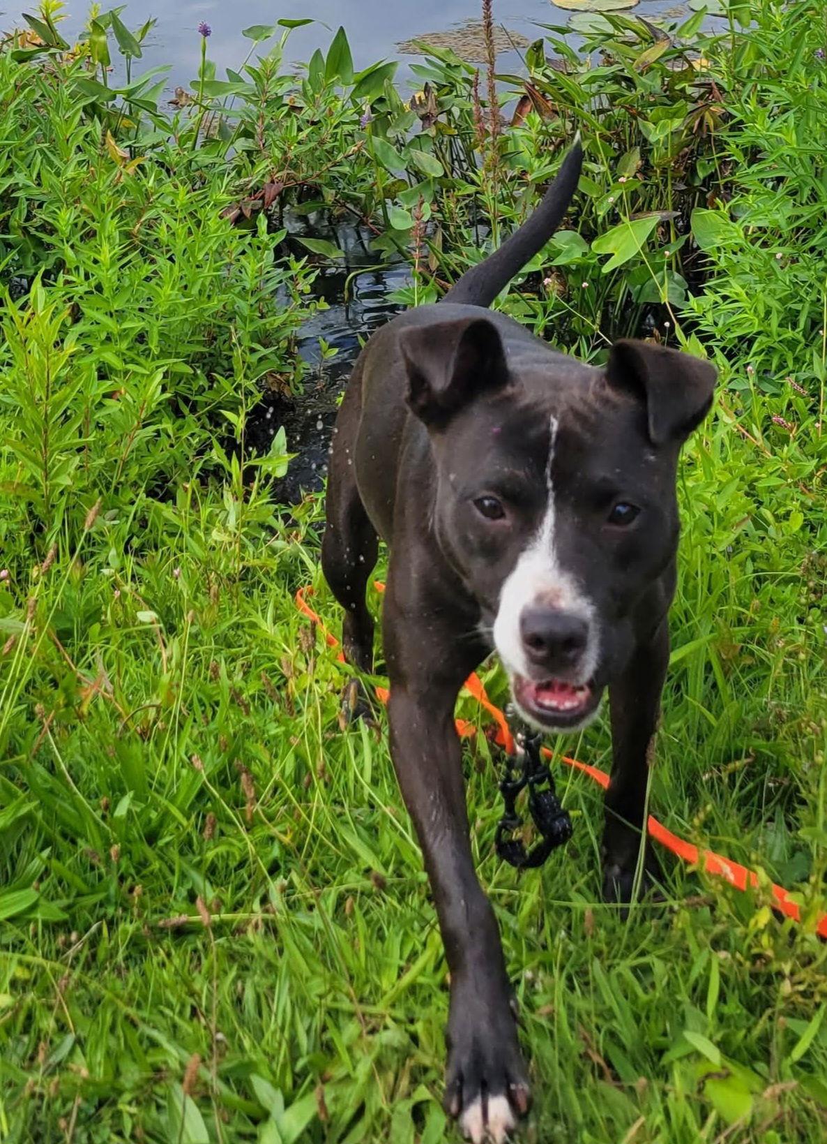Enlarge Lindy, a Adoptable Pit Bull Terrier in Ringwood, NJ image 2/3