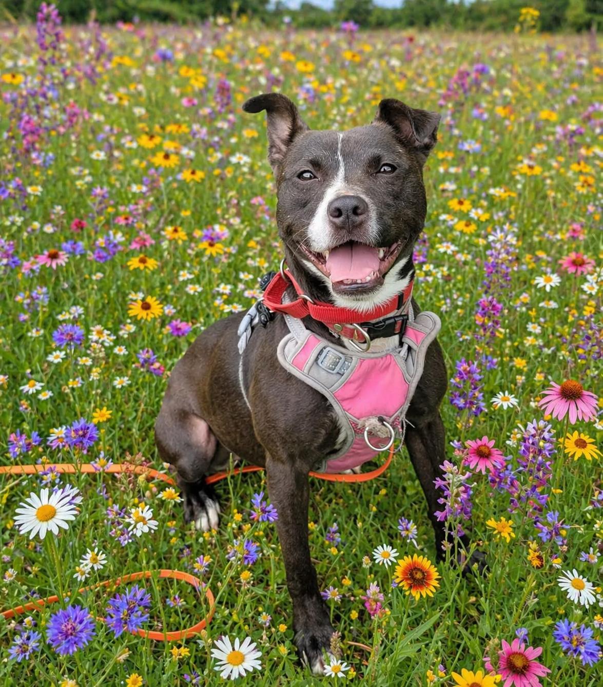 Enlarge Lindy, a Adoptable Pit Bull Terrier in Ringwood, NJ image 1/3