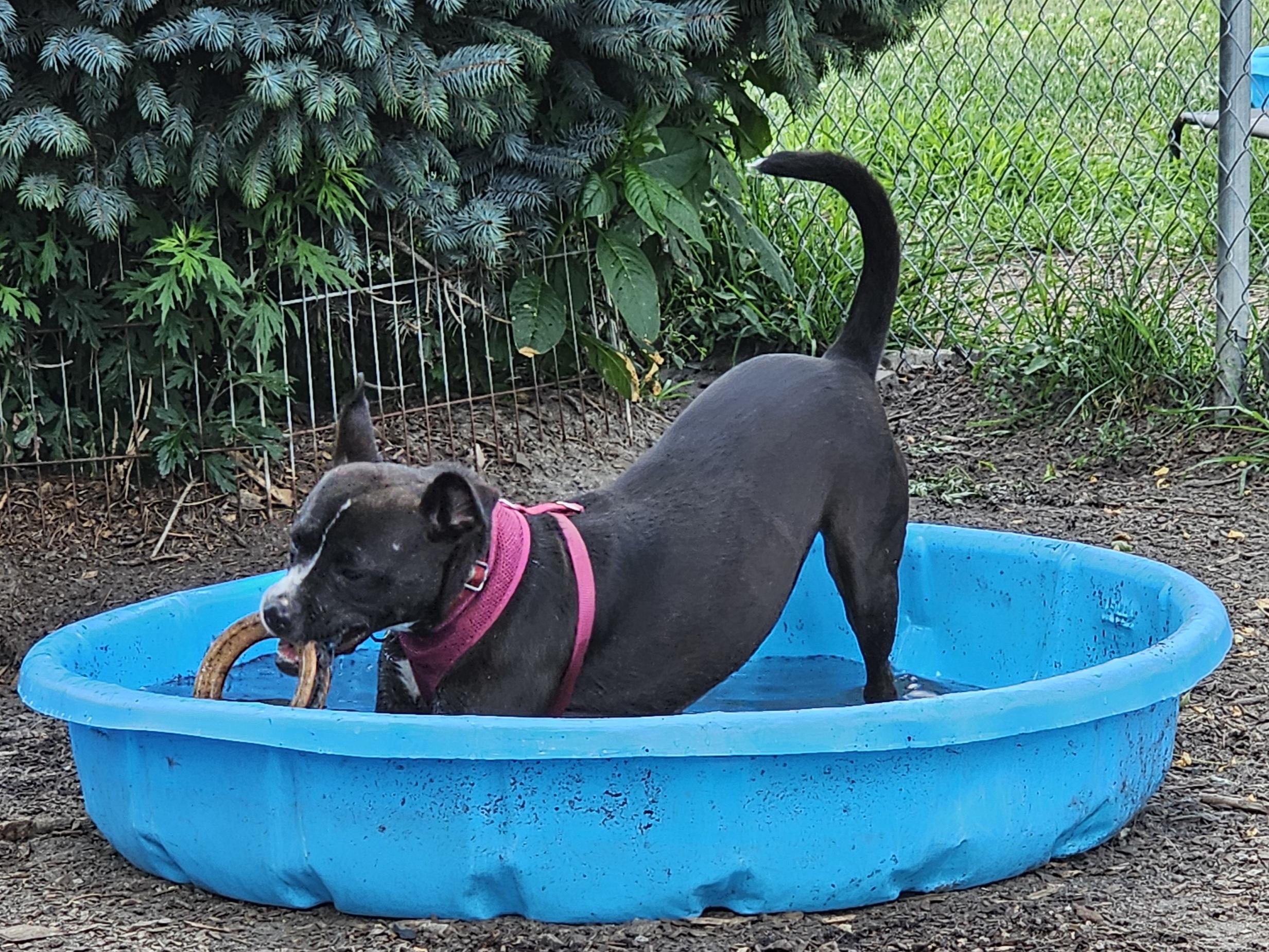 Enlarge Lindy, a Adoptable Pit Bull Terrier in Ringwood, NJ image 6/6