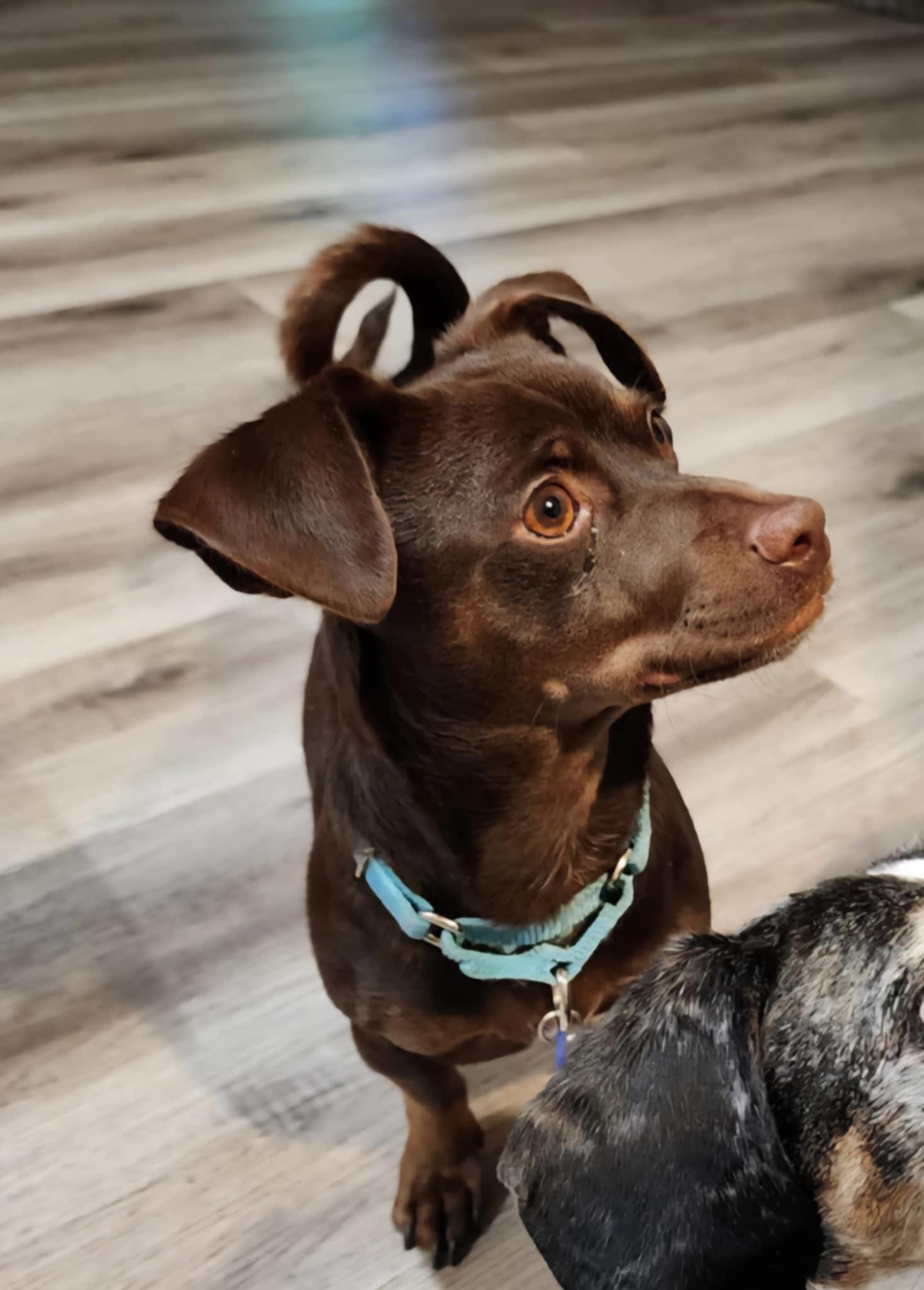 Skip, a Adoptable mixed breed in Burbank, CA image 3/5