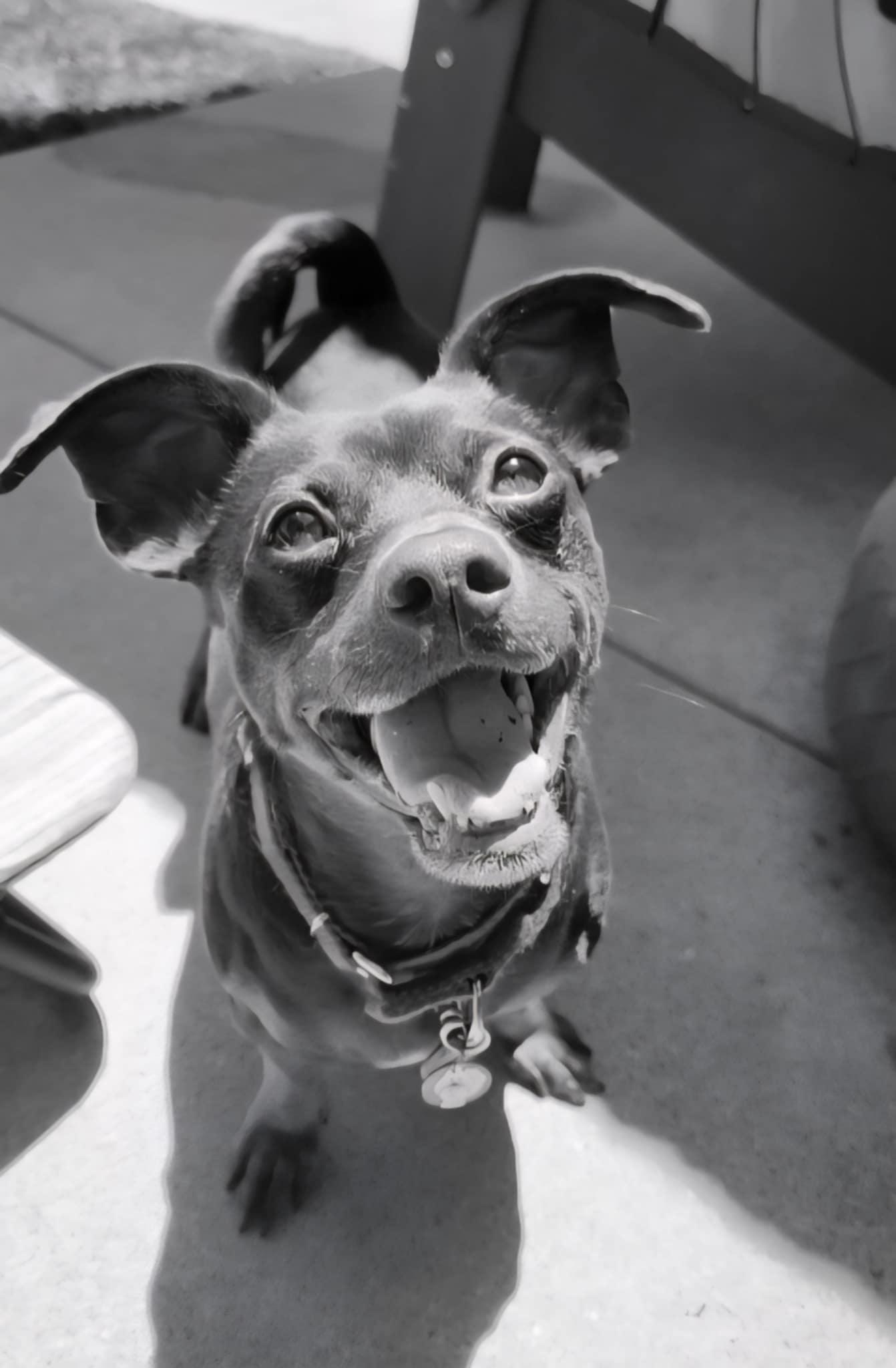 Skip, a Adoptable mixed breed in Burbank, CA image 4/5