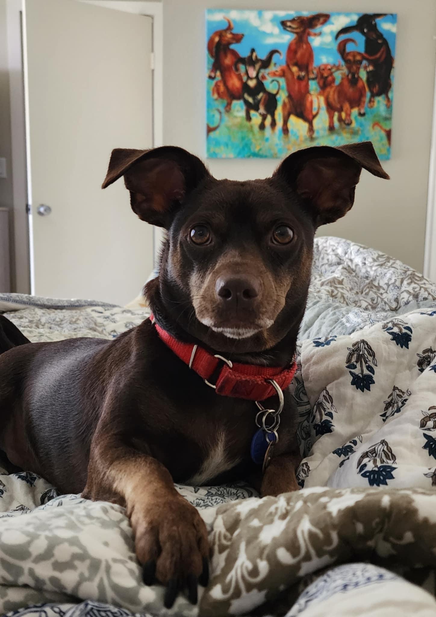 Skip, a Adoptable mixed breed in Burbank, CA image 5/5