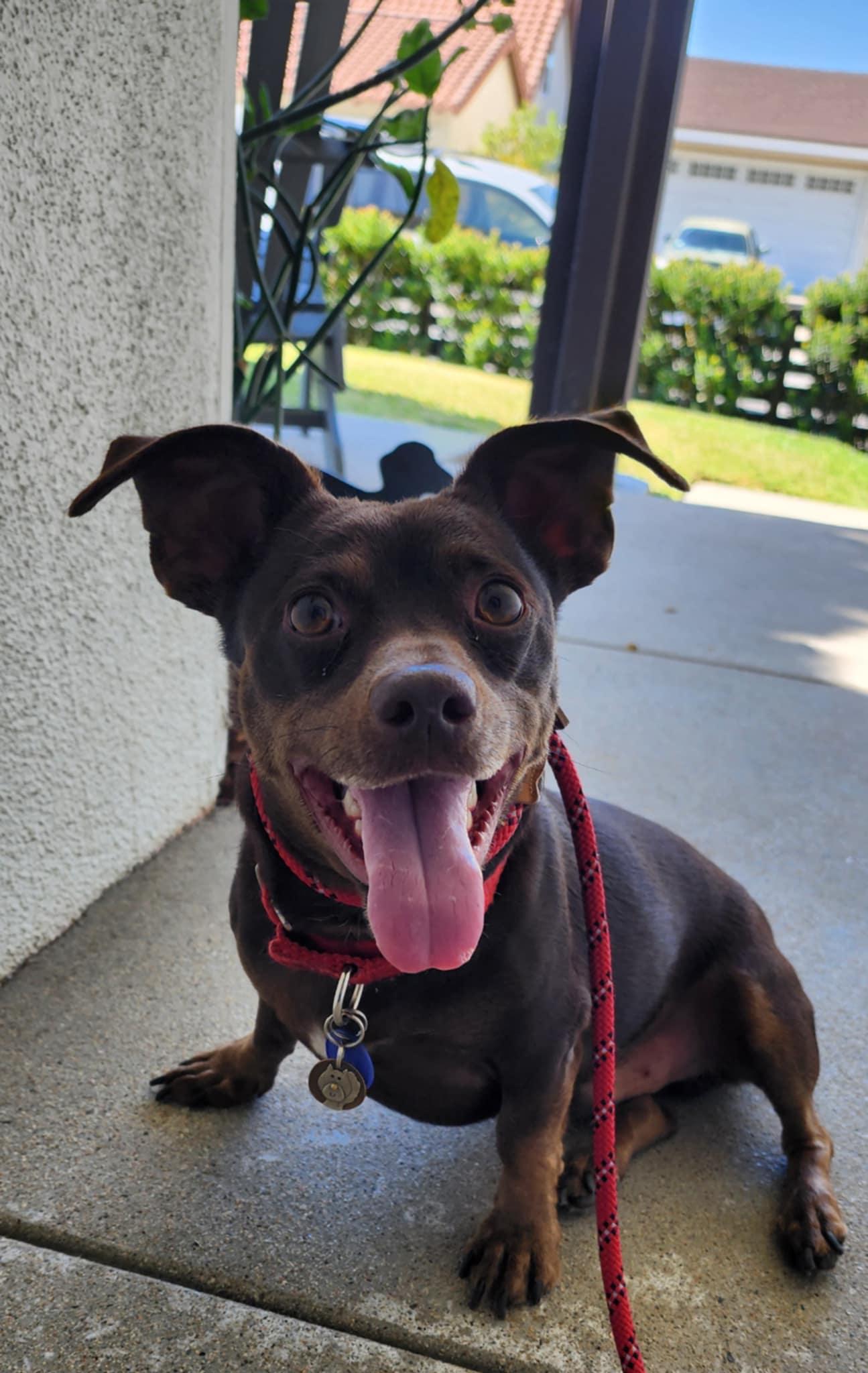 Skip, Adoptable, Adult Male Miniature Pinscher & Chihuahua.