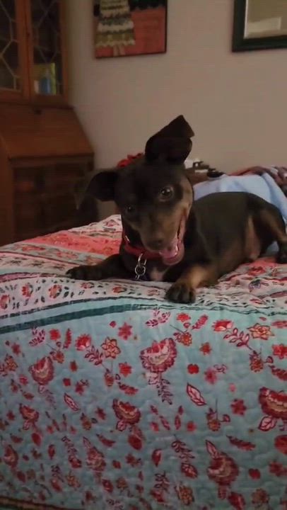 Enlarge Skip, a Adoptable mixed breed in Burbank, CA video 2/5