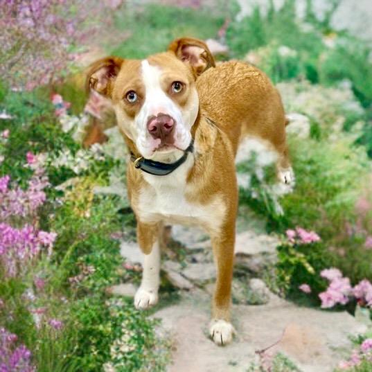 Enlarge Beau, a ADOPTABLE mixed breed in Prince Frederick, MD image 1/1