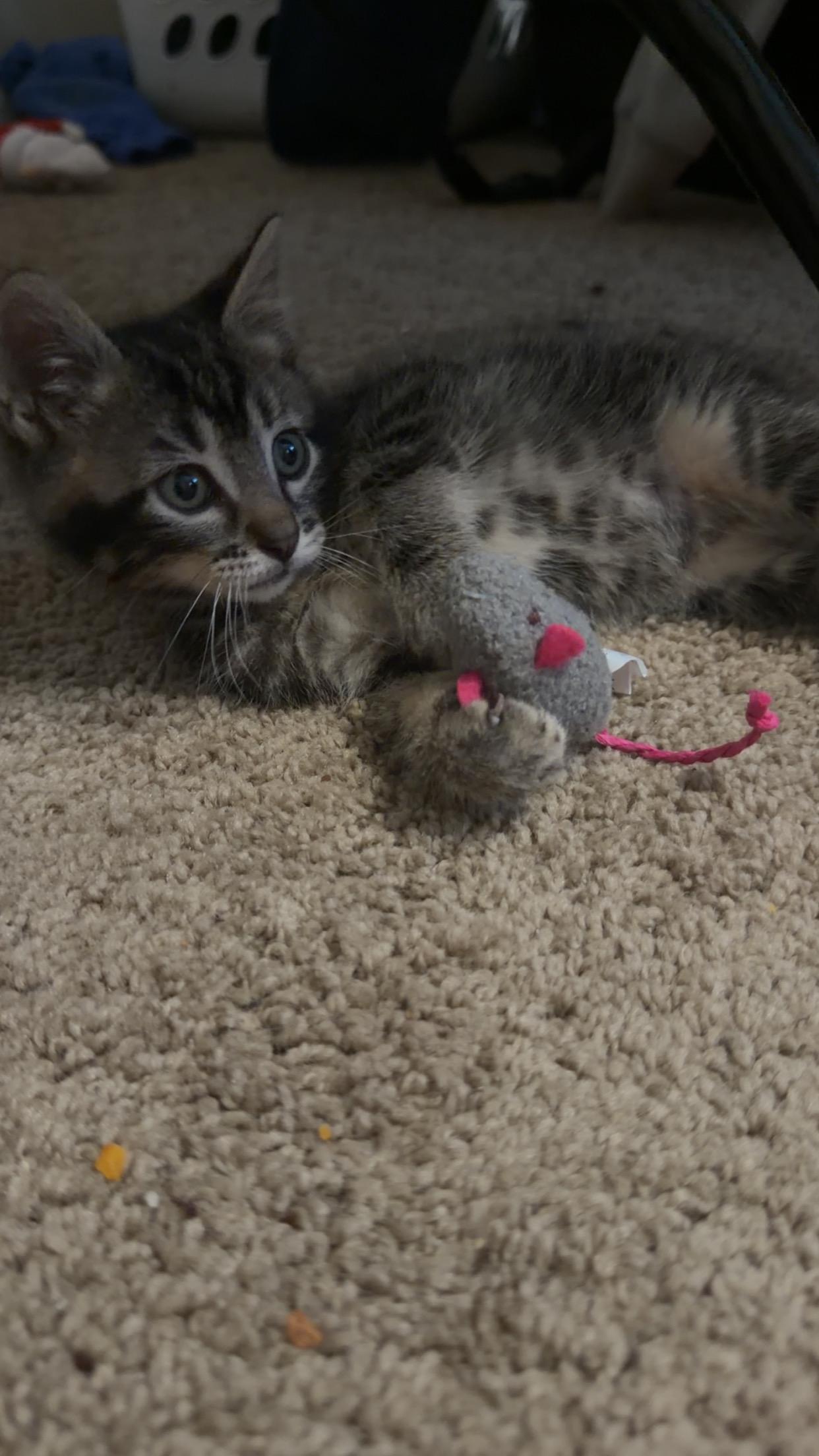 Milo, ADOPTABLE, Kitten Male Domestic Short Hair.
