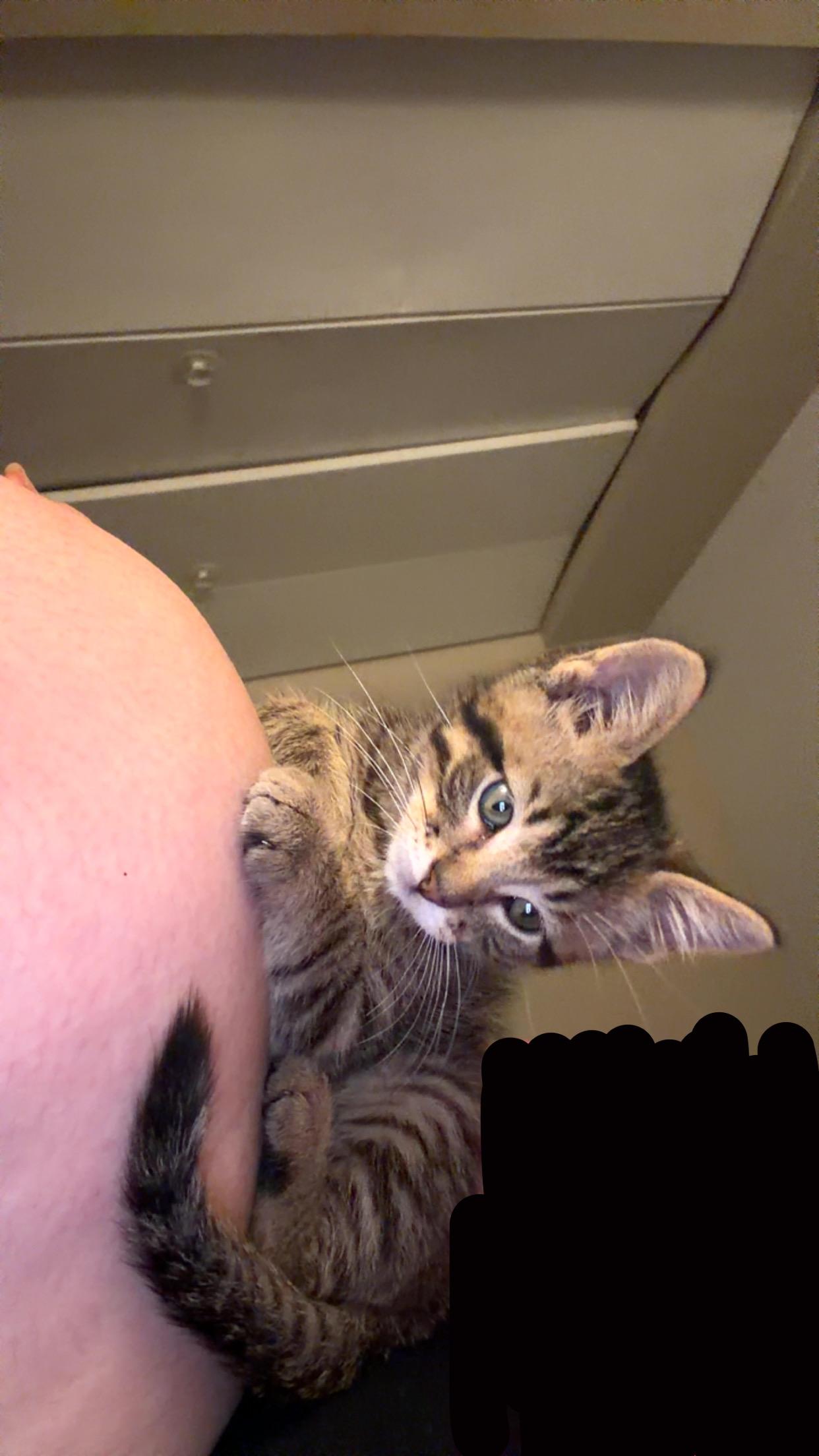 Enlarge Milo, a ADOPTABLE Domestic Short Hair in Columbia, MO image 2/2