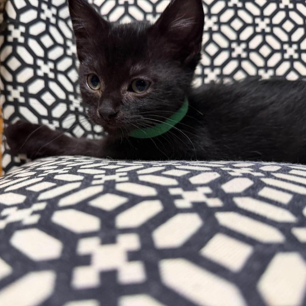 Photo of Coco (green)