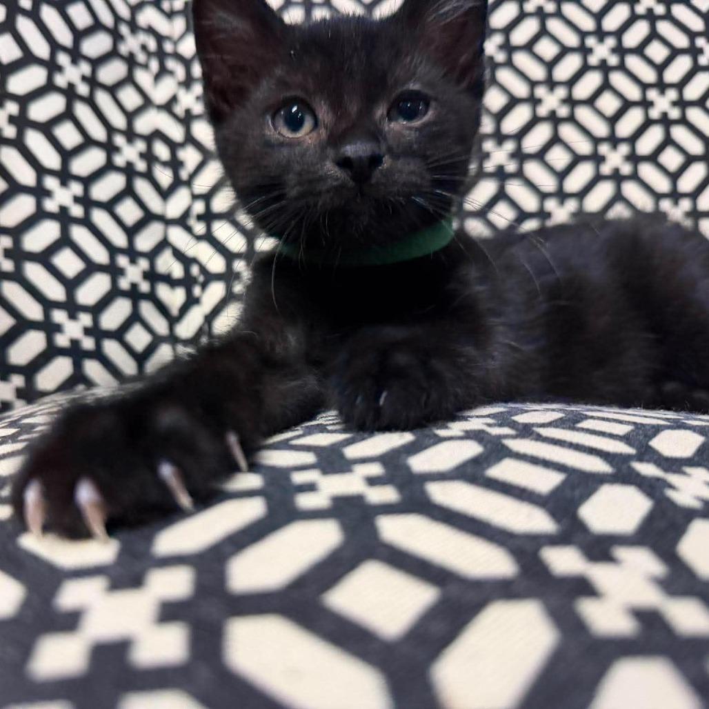Enlarge Coco (green), a Adoptable Domestic Short Hair in Ferndale, WA image 2/3