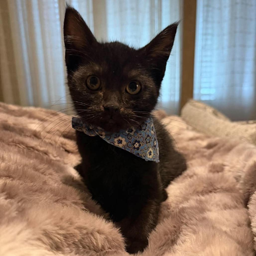 Enlarge Coco (green), a Adoptable Domestic Short Hair in Ferndale, WA image 3/3