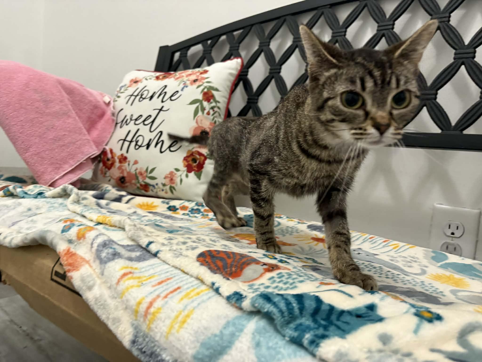 Hazel Bug, ADOPTABLE, Young Female Domestic Short Hair.