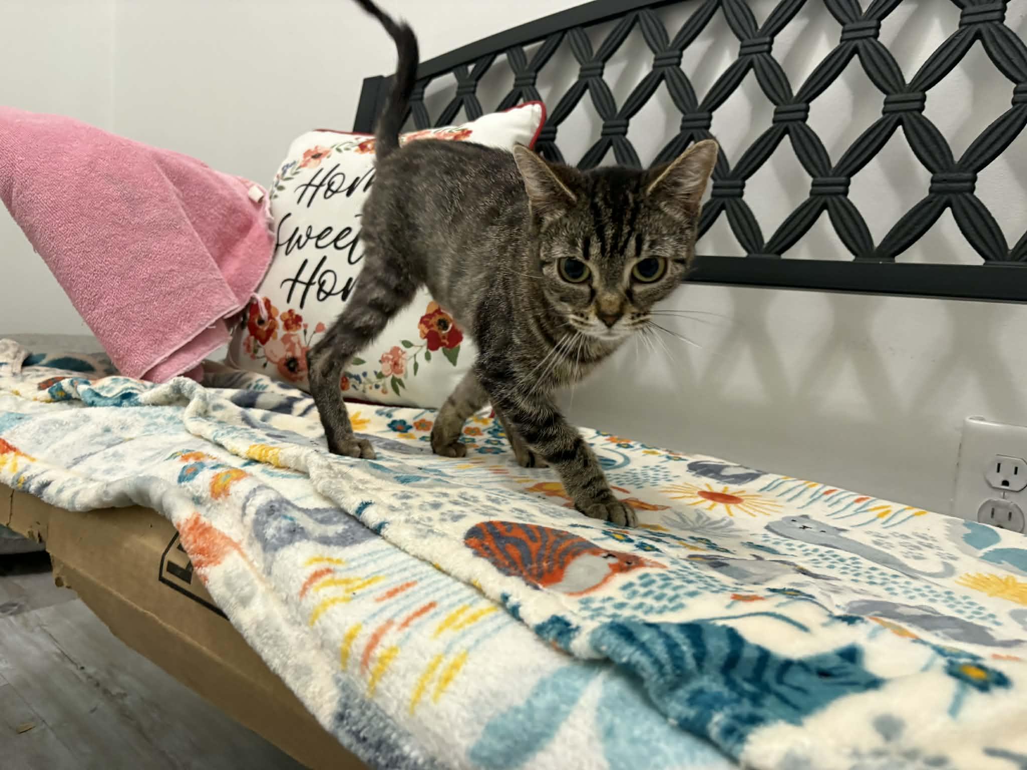 Enlarge Hazel Bug, a ADOPTABLE Domestic Short Hair in Barboursville, WV image 2/2