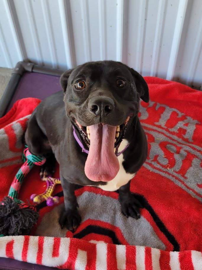 Caulder, Adoptable, Adult Female Labrador Retriever.