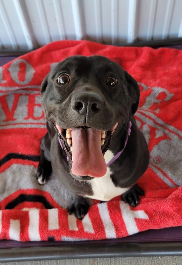 Enlarge Caulder, a Adoptable mixed breed in Lisbon, OH image 2/3