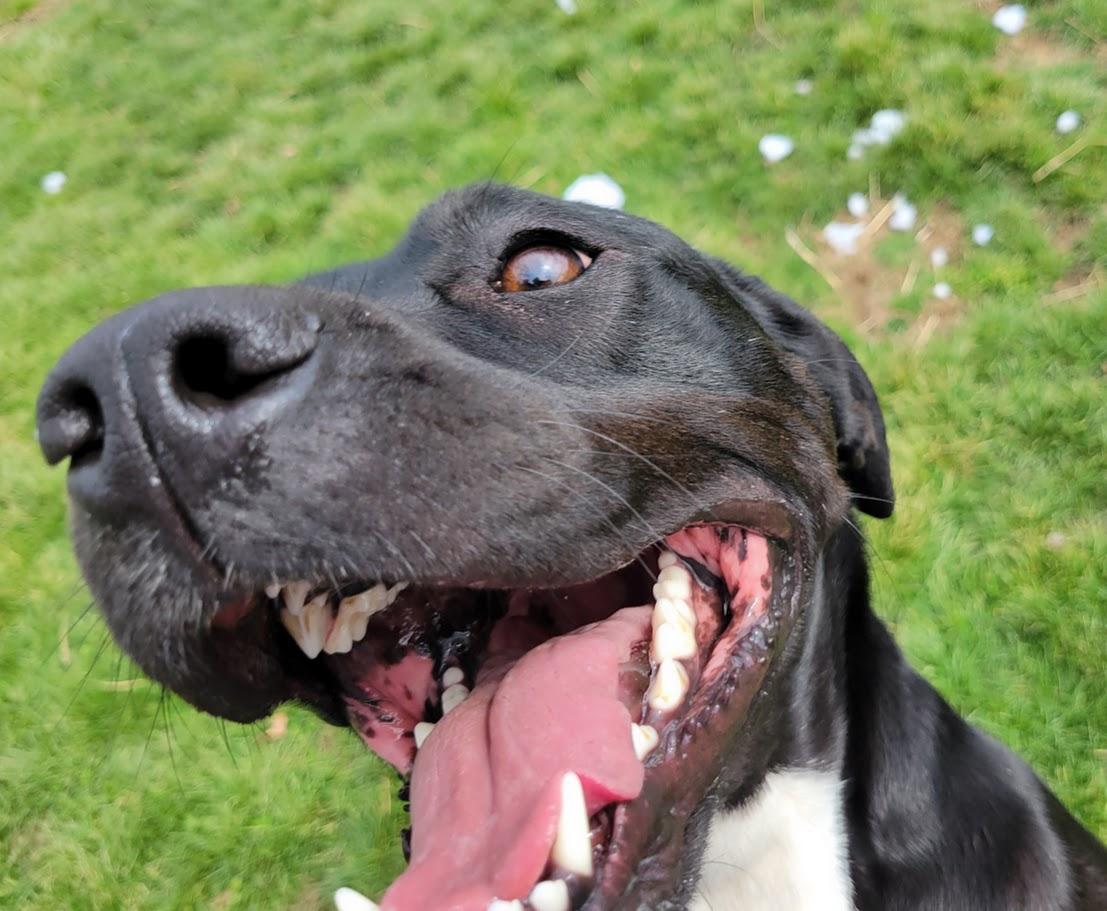 Enlarge Caulder, a Adoptable mixed breed in Lisbon, OH image 2/6