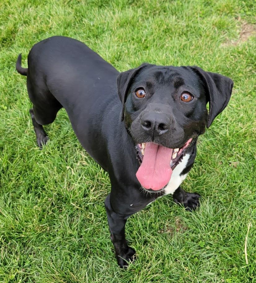 Enlarge Caulder, a Adoptable mixed breed in Lisbon, OH image 1/6