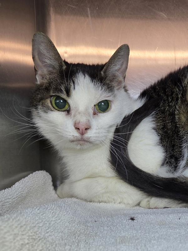George, Adoptable, Senior Male Domestic Short Hair.