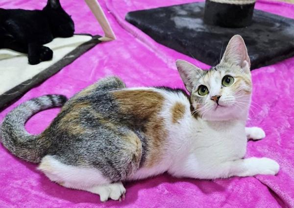 Enlarge TWINKY, a ADOPTABLE Calico in Madison, WI image 5/5