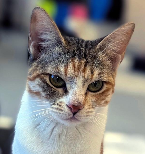 Enlarge TWINKY, a ADOPTABLE Calico in Madison, WI image 2/5