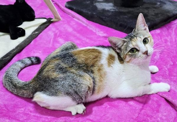 Enlarge TWINKY, a ADOPTABLE Calico in Madison, WI image 3/5