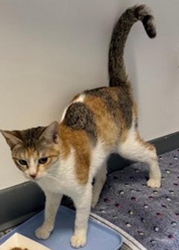 Enlarge TWINKY, a ADOPTABLE Calico in Madison, WI image 4/5
