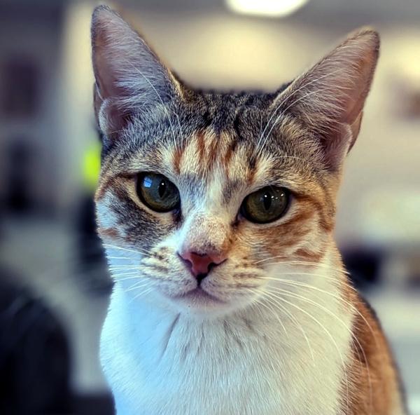 TWINKY, ADOPTABLE, Young Female Calico.