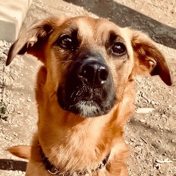 Audrey, a Adoptable mixed breed in Gallatin, TN image 1/7
