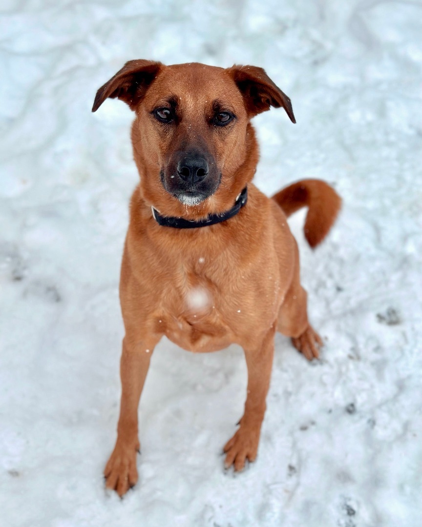 Audrey, a Adoptable mixed breed in Gallatin, TN image 2/7