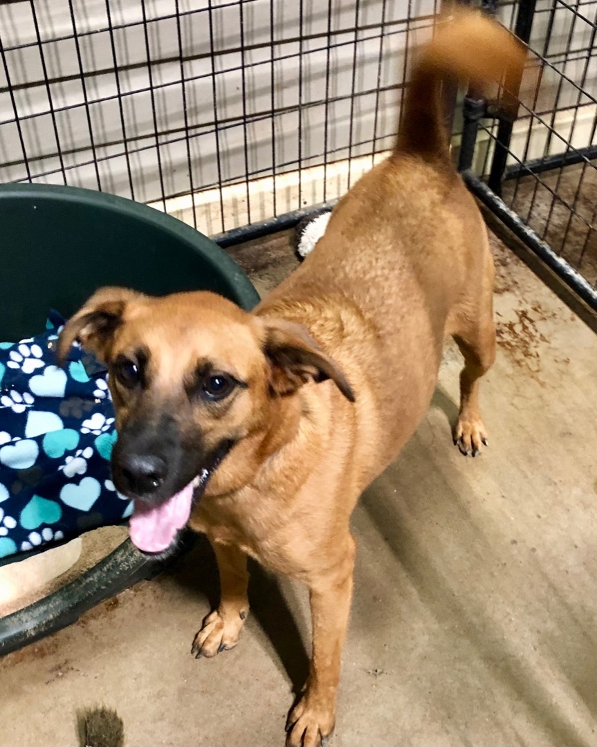 Audrey, a Adoptable mixed breed in Gallatin, TN image 3/7