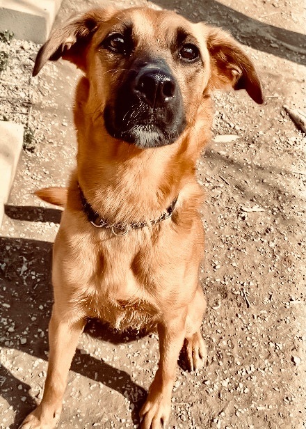 Audrey, a Adoptable mixed breed in Gallatin, TN image 4/7