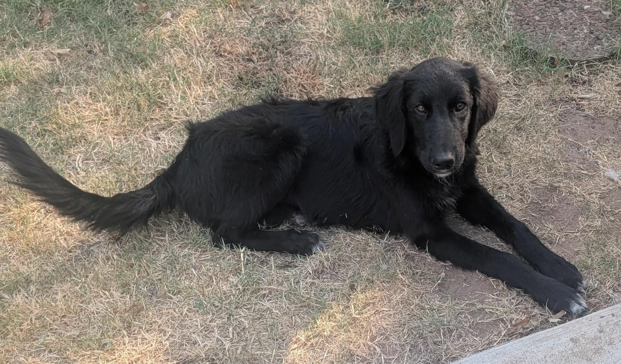 Enlarge Evermore, a ADOPTABLE mixed breed in Oklahoma City, OK, OK image 2/5