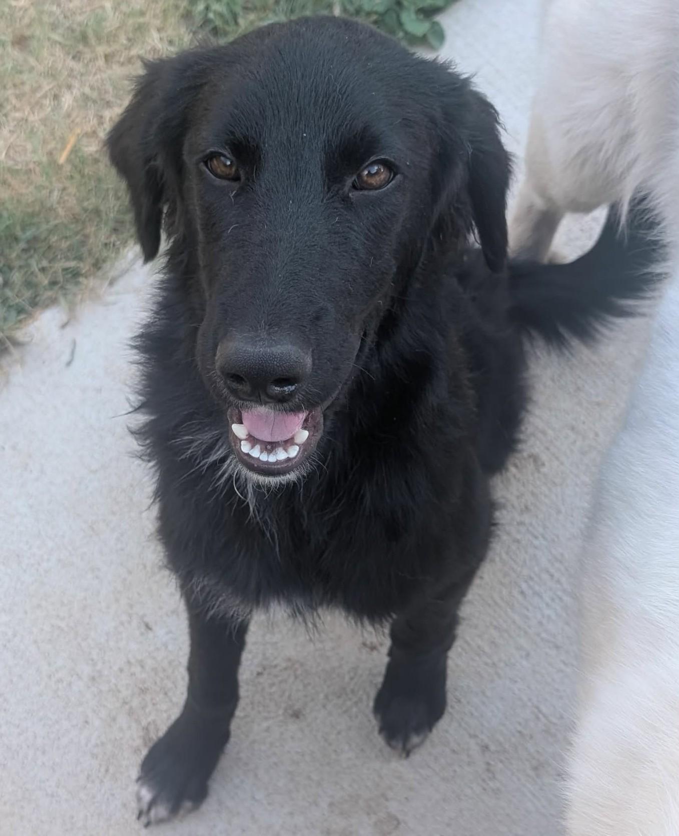 Enlarge Evermore, a ADOPTABLE mixed breed in Oklahoma City, OK, OK image 5/5