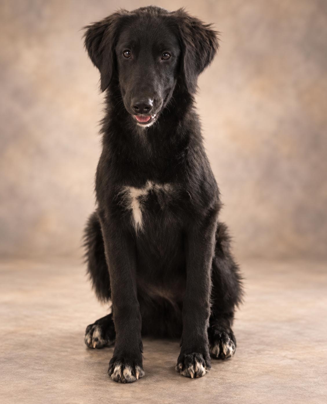 Enlarge Evermore, a ADOPTABLE mixed breed in Oklahoma City, OK, OK image 3/5