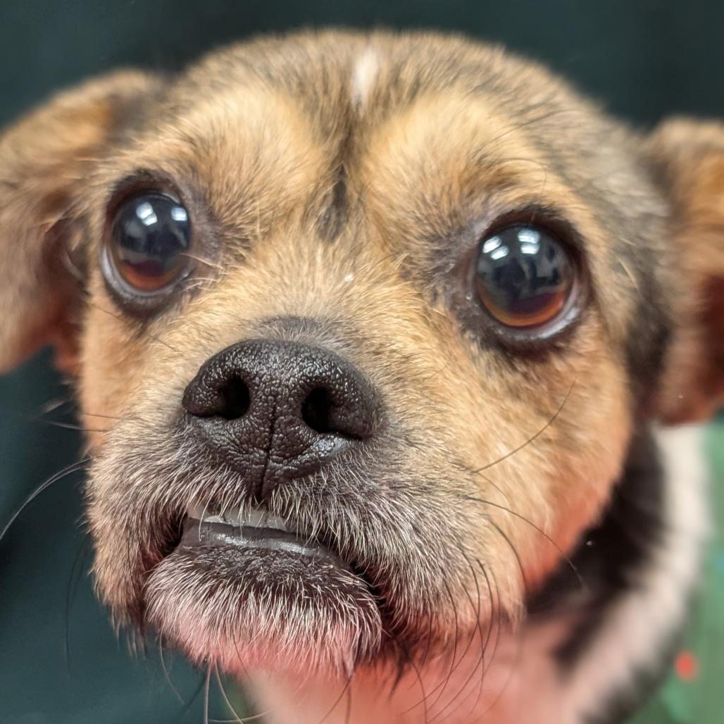 Dean, Adoptable, Adult Male Terrier.