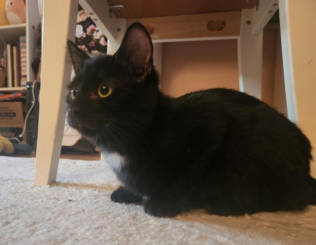 Frostwick, adopted, Kitten Male Domestic Short Hair.