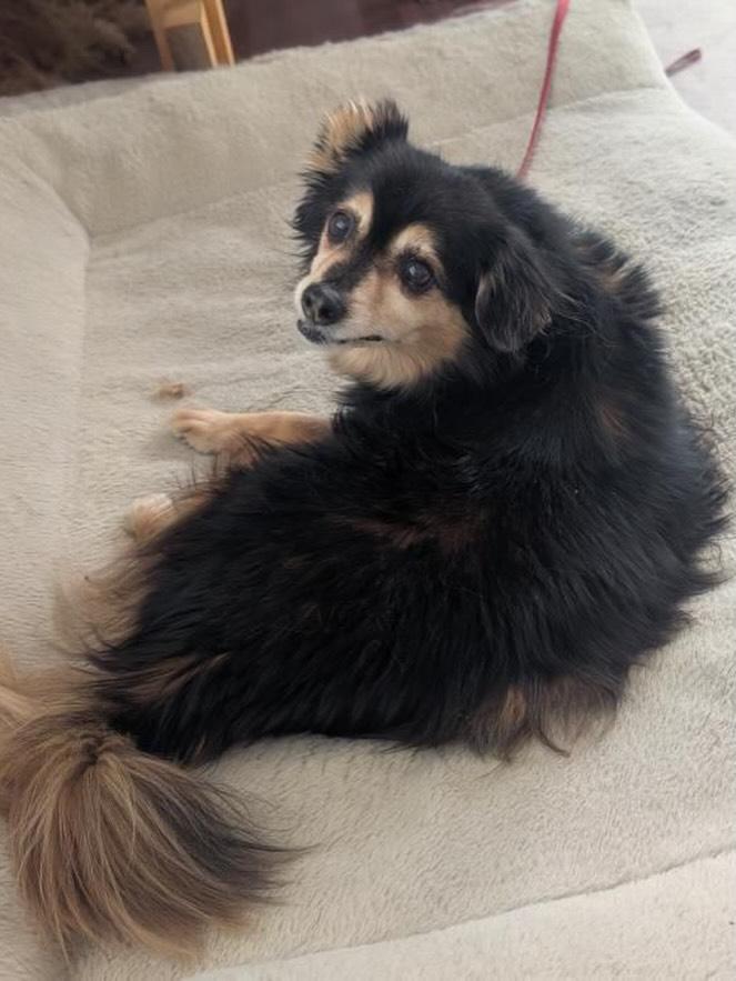 Enlarge Opie, a ADOPTABLE mixed breed in Roy, UT image 1/6