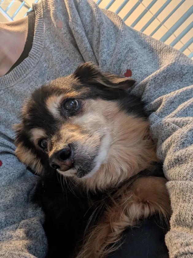 Opie — thumbnail 3