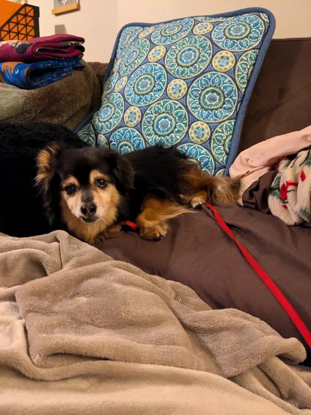 Enlarge Opie, a ADOPTABLE mixed breed in Roy, UT image 3/6