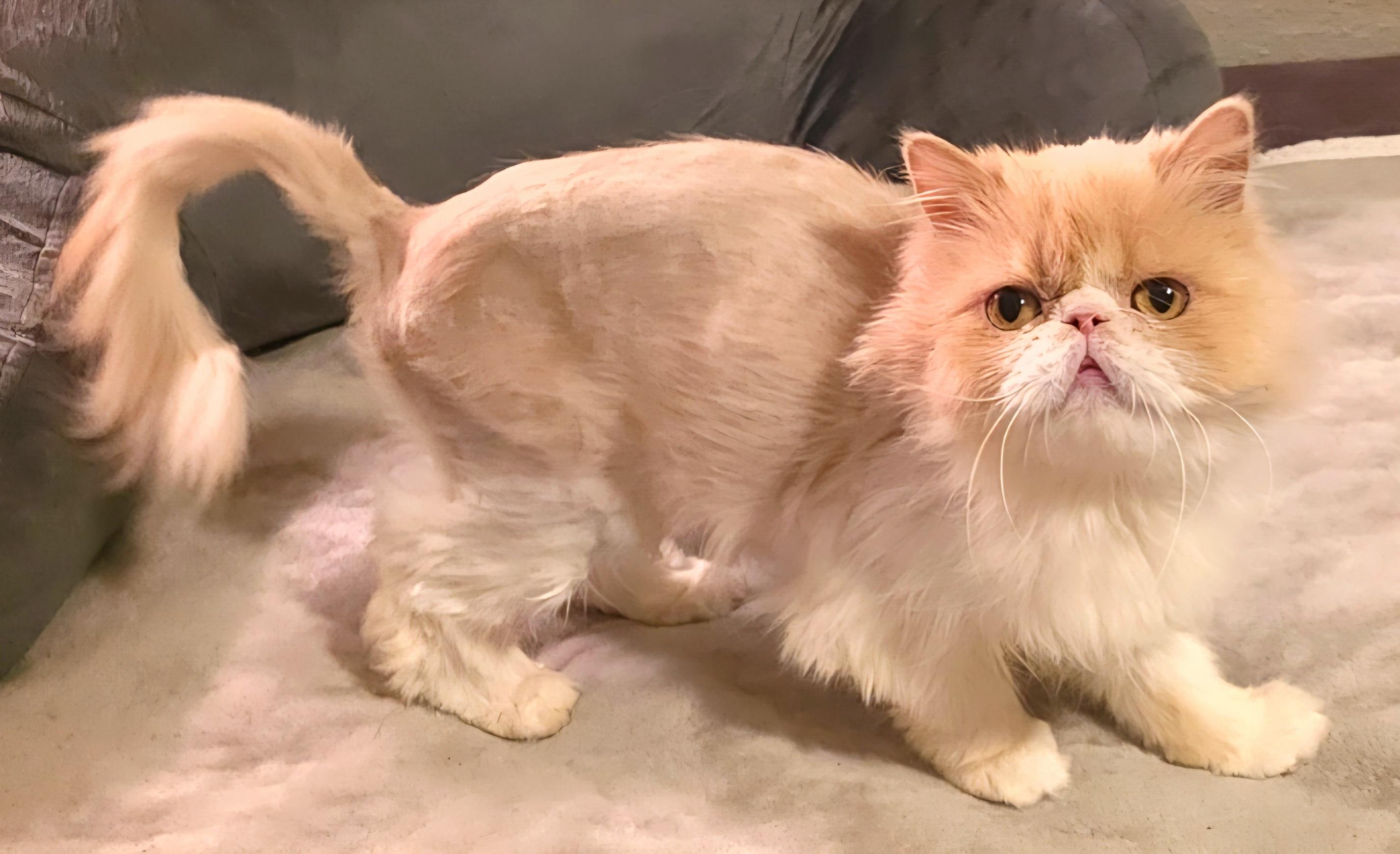 Enlarge Honeysuckle, a ADOPTABLE Persian in Converse, TX image 3/6