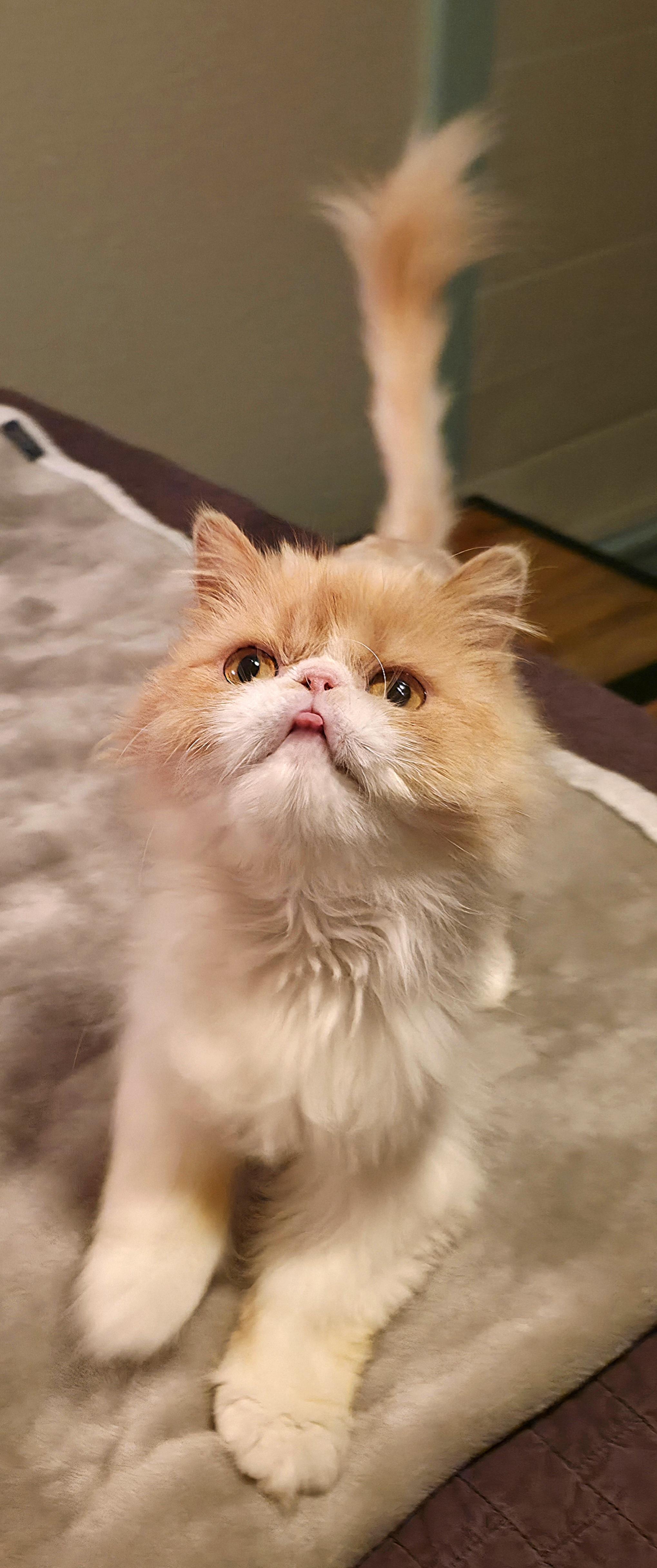 Enlarge Honeysuckle, a ADOPTABLE Persian in Converse, TX image 2/6
