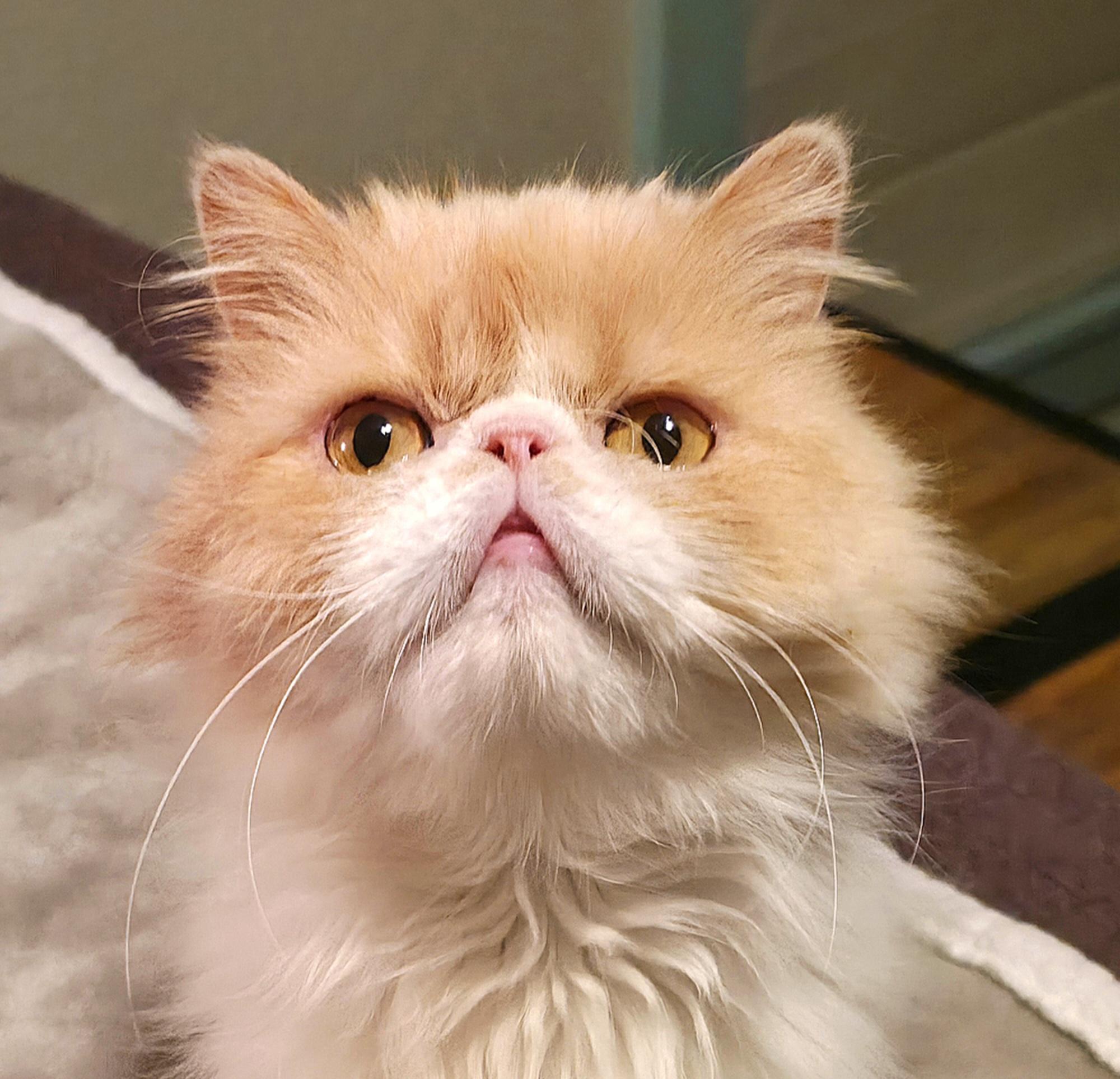 Honeysuckle, ADOPTABLE, Young Female Persian.