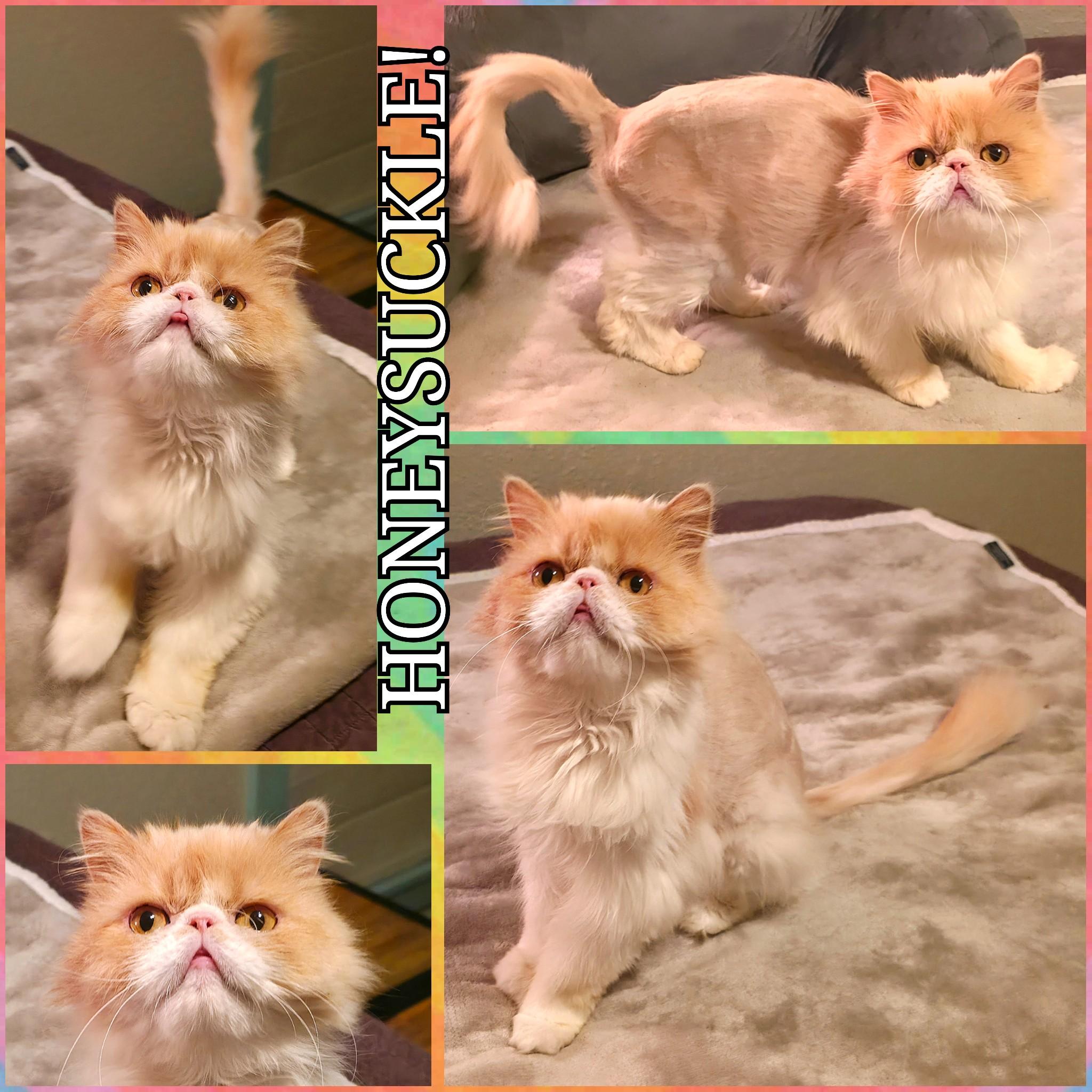 Enlarge Honeysuckle, a ADOPTABLE Persian in Converse, TX image 6/6