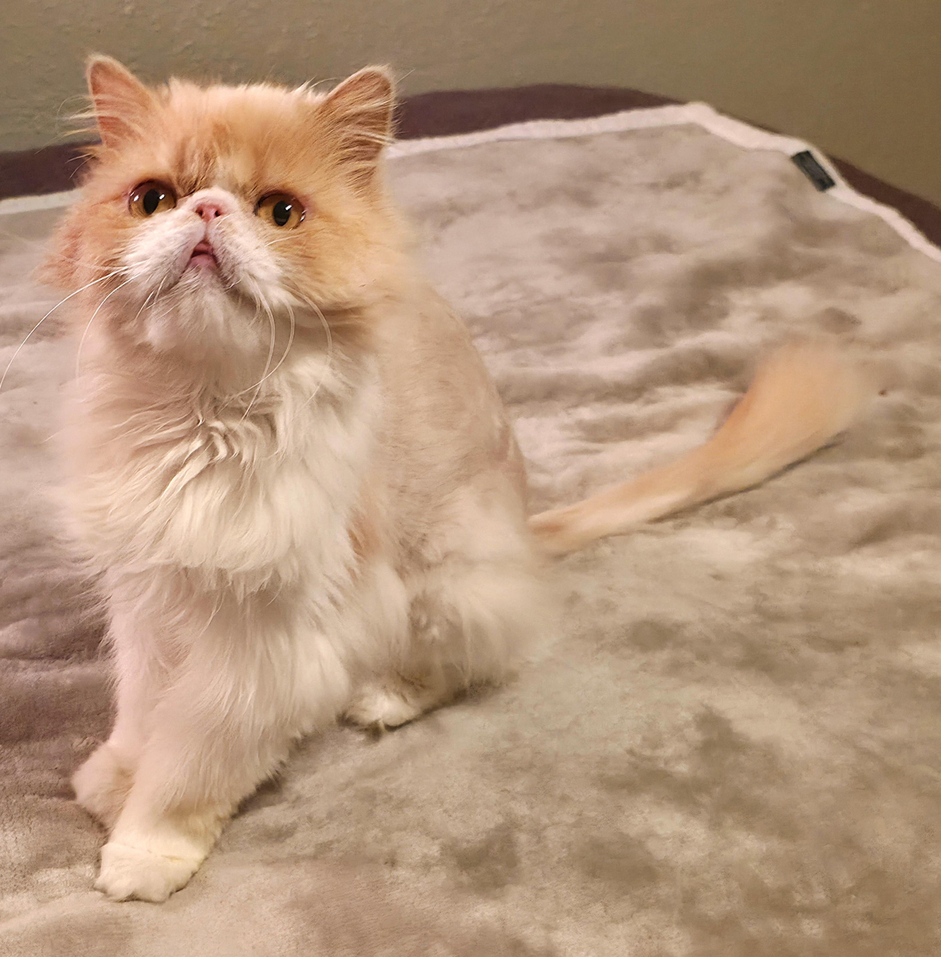 Enlarge Honeysuckle, a ADOPTABLE Persian in Converse, TX image 5/6