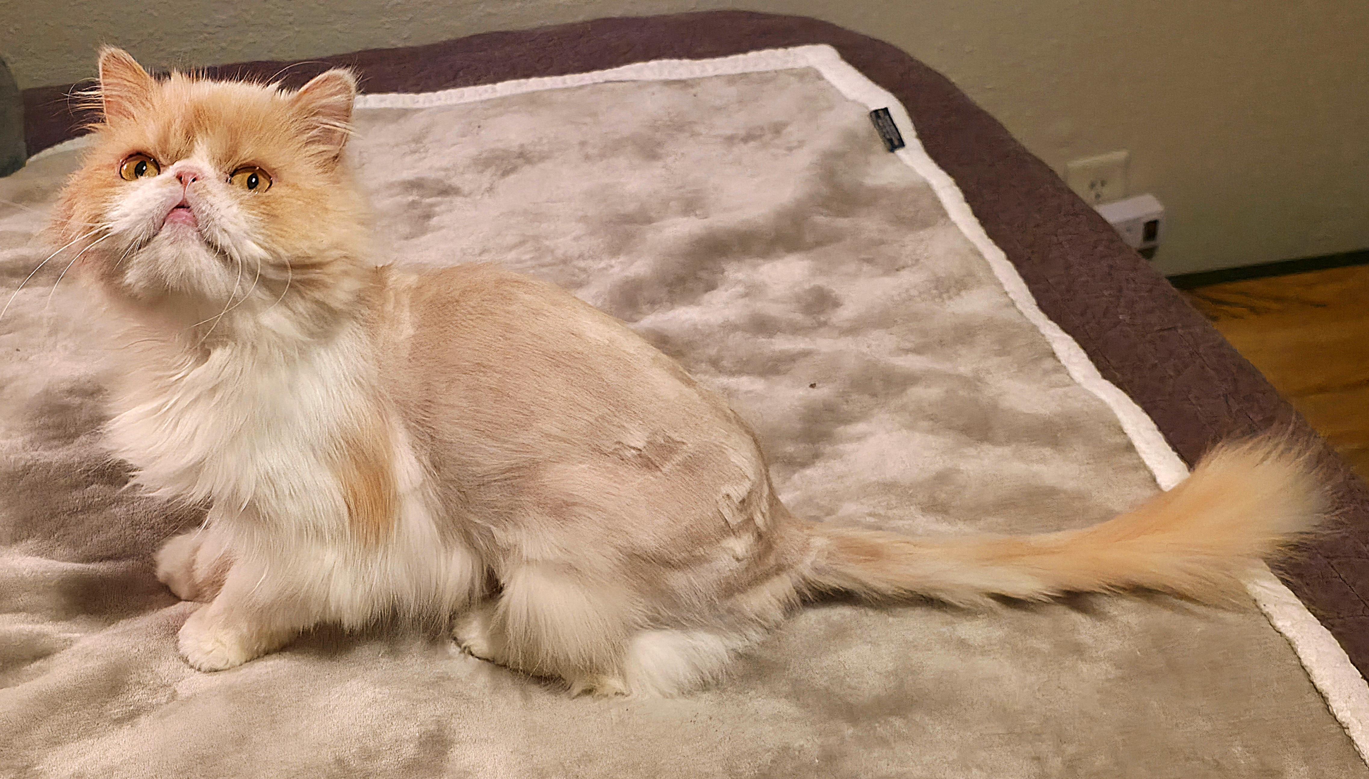 Enlarge Honeysuckle, a ADOPTABLE Persian in Converse, TX image 4/6